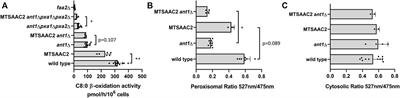 Peroxisomal ATP Uptake Is Provided by Two Adenine Nucleotide Transporters and the ABCD Transporters